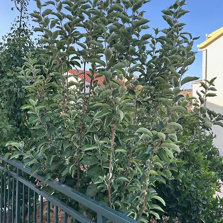 Boljat Lejlighed *
