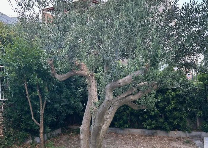 Boljat Lejlighed